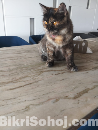 Persian cat